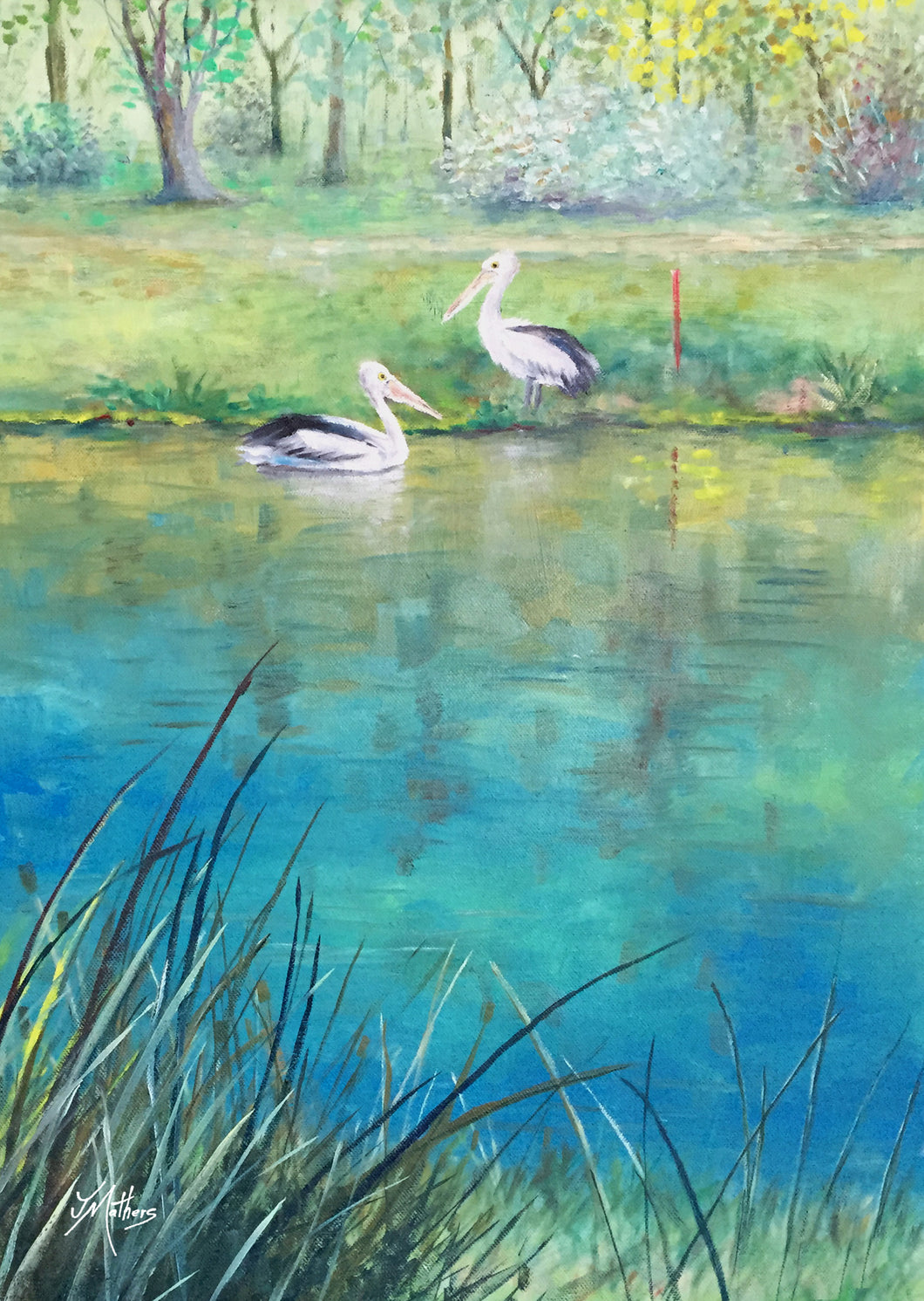 two pelicans, nudgee golf course | A3 print