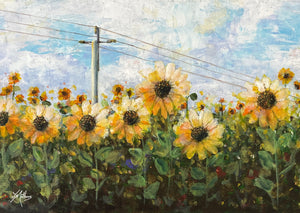 sunflowers of the scenic rim | A3 print